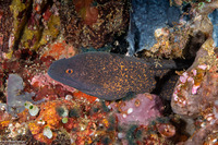Gymnothorax flavimarginatus (Yellowmargin Moray)