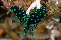 Nembrotha cristata (Crested Nembrotha)