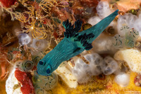 Nembrotha milleri (Miller's Nembrotha)