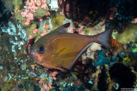 Pempheris vanicolensis (Vanikoro Sweeper)