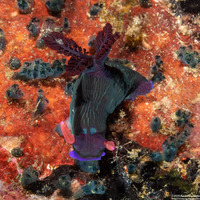 Nembrotha chamberlaini (Chamberlain's Nembrotha)