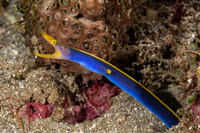 Rhinomuraena quaesita (Ribbon Eel)
