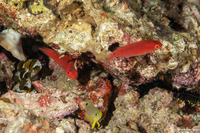 Cirrhilabrus lubbocki (Yellowback Fairy Wrasse)
