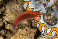 Cirrhilabrus lubbocki (Yellowback Fairy Wrasse)
