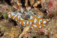 Botrylloides leachii (Botrylloides Leachii)