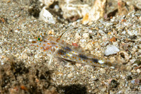 Fusigobius inframaculatus (Blotched Sandgoby)