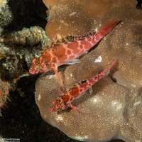 Cirrhitichthys aprinus (Threadfin Hawkfish)