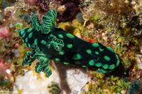 Nembrotha cristata (Crested Nembrotha)