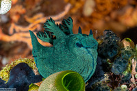Nembrotha milleri (Miller's Nembrotha)