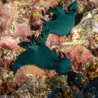 Nembrotha milleri (Miller's Nembrotha)