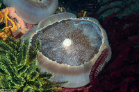 Amplexidiscus fenestrafer (Giant Cup Mushroom Coral)