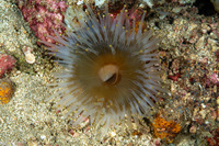 Pseudocorynactis sp.2 (Pseudocorynactis sp.2)