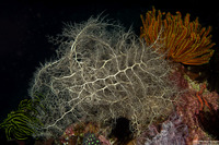 Astroboa nuda (Giant Basket Star)