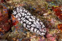 Phyllidiopsis fissurata (Phyllidiopsis Fissurata)