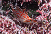 Oxycirrhites typus (Longnose Hawkfish)