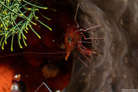 Cinetorhynchus hendersoni (Henderson's Hinge-Beak Shrimp)
