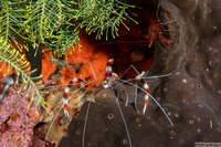 Stenopus hispidus (Banded Coral Shrimp)