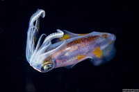Sepioteuthis lessoniana (Bigfin Reef Squid)