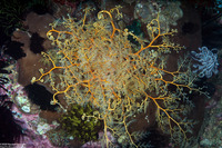 Astroboa sp.1 (Astroboa sp.1)