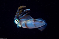 Sepioteuthis lessoniana (Bigfin Reef Squid)