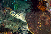 Eretmochelys imbricata (Hawksbill Turtle)