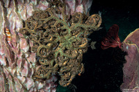 Astroboa sp.2 (Astroboa sp.2)