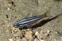 Cheilodipterus quinquelineatus (Fivelined Cardinalfish)