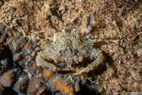 Portunus sp.1 (Portunus sp.1)