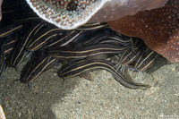 Plotosus lineatus (Striped Catfish)