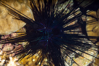 Diadema savignyi (Savigny's Long-Spined Urchin)