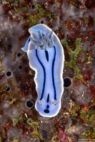 Chromodoris willani (Willan's Chromodoris)