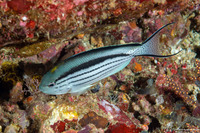Genicanthus lamarck (Blackstriped Angelfish)