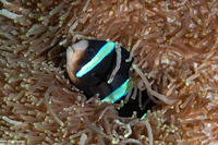 Amphiprion clarkii (Clark's Anemonefish)