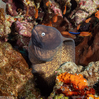 Gymnothorax thyrsoideus (White-Eyed Moray)