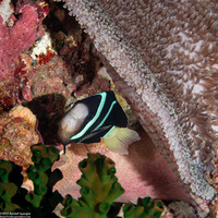 Stichodactyla mertensii (Merten's Carpet Anemone)
