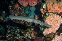 Aulostomus chinensis (Trumpetfish)