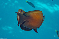 Ctenochaetus binotatus (Twospot Bristletooth)