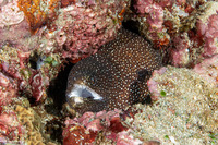 Gymnothorax meleagris (Whitemouth Moray)