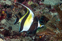 Zanclus cornutus (Moorish Idol)