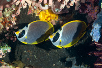 Chaetodon adiergastos (Panda Butterflyfish)