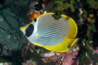 Chaetodon adiergastos (Panda Butterflyfish)