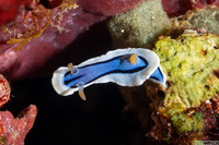 Chromodoris lochi (Loch's Chromodoris)