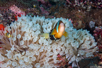 Entacmaea quadricolor (Bubble-Tip Anemone)