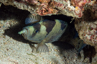 Pogonoperca punctata (Spotted Soapfish)