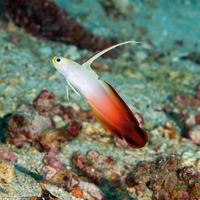 Nemateleotris magnifica (Fire Dartfish)