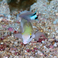 Malacanthus brevirostris (Flagtail Blanquillo)