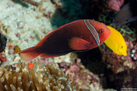 Amphiprion frenatus (Tomato Anemonefish)