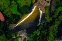 Heniochus varius (Humphead Bannerfish)