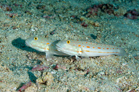 Valenciennea puellaris (Orange-Dashed Goby)