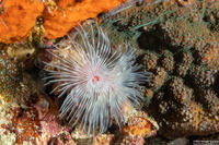Protula bispiralis (Red Fan Worm)